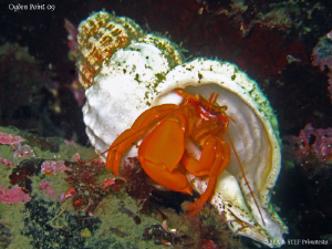Orange hermit crab. Ogden Point, BC. Canon Ixus 980. by Bea & Stef Primatesta 